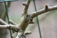 Abgeschlossener Baum