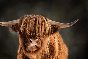 Kunstvolle schottische Highlander mit robuster Optik von KB Design & Photography (Karen Brouwer)