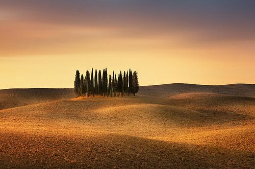 Cypresses on a wide field in Tuscany in Italy. Typical puristic landscape / hilly landscape of the T