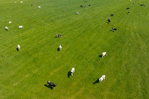 Koeien in een groen weiland tijdens de lente van bovenaf gezien van Sjoerd van der Wal Fotografie