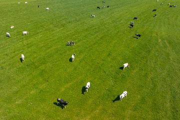 Koeien in een groen weiland tijdens de lente van bovenaf gezien van Sjoerd van der Wal