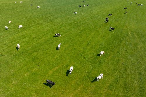 Cows in a green pasture during springtime seen from above by Sjoerd van der Wal Photography