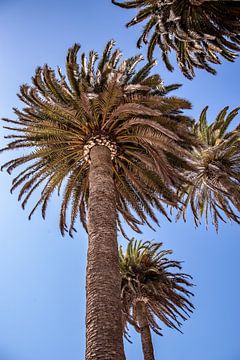 Trio de palmiers sur la plage sur Thomas Riess