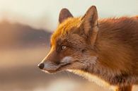 fox par Christophe Van walleghem Aperçu