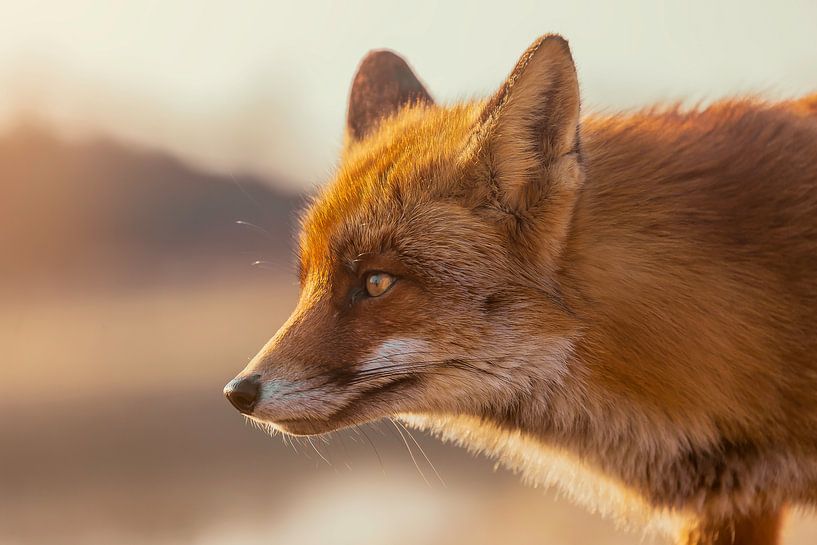 fox by Christophe Van walleghem