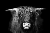 schotse hooglander portret in zwart wit