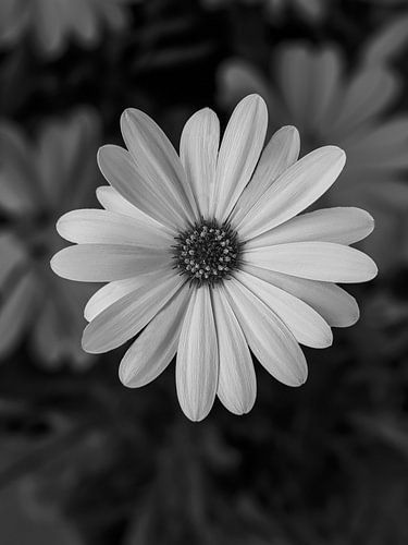 Osteospermum, IJsselstein,