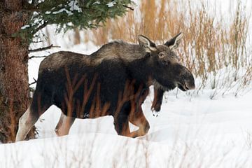 Eland ( Alces alces ), jonge elandstier in de winter met vers geworpen gewei-palen loopt door hoge s