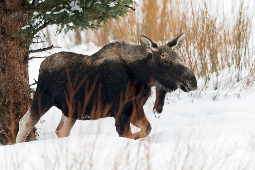 Moose ( Alces alces ), young bull in winter, shed antlers, walking through deep snow in its typical  by wunderbare Erde