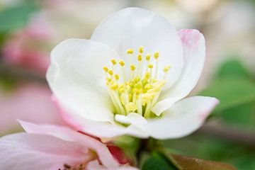 Witte kweepeerstruik bloem macro III van Iris Holzer Richardson