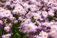 Asters