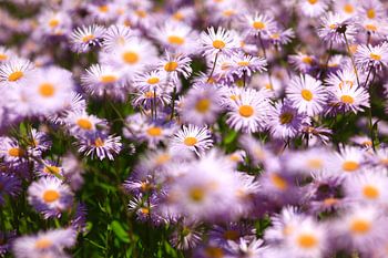 Asters