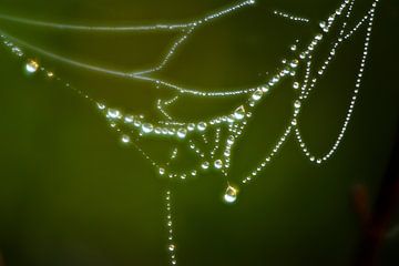 Raindrop beaded chain in the cobweb by Norbert Sülzner