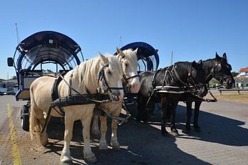 Pferdekutsche in Vitte auf Hiddensee