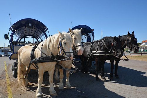 Pferdekutsche in Vitte auf Hiddensee