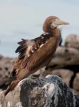 Blauwvoetgent sur Maarten Verhees