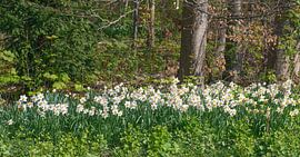 Spring messengers at the edge of the forest by Peter Eckert
