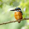 Eisvogelmännchen auf Ast von Martin Smit