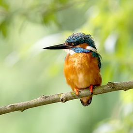 Kingfisher male on branch by Martijn Smit