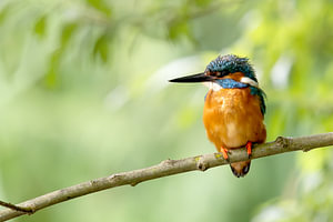 Eisvogelmännchen auf Ast