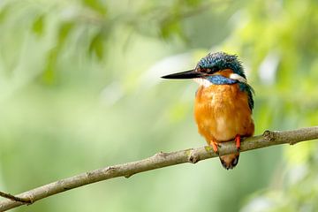 Kingfisher male on branch by Martijn Smit