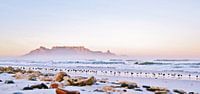 Seagulls on the beach and Table Mountain in Cape Town at sunrise