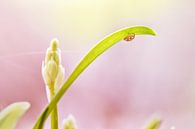  Coccinelle orangée par Arja Schrijver Photographe Aperçu