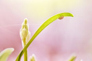  Coccinelle orangée