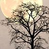 Japandi. landschap met een silhouet van een boom , met maan en vogels van Tonny Verhulst