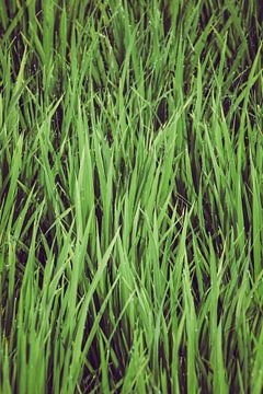 Swaying grass by Niels Sinke