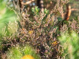 Lampertstein, Suisse saxonne - Dans la bruyère