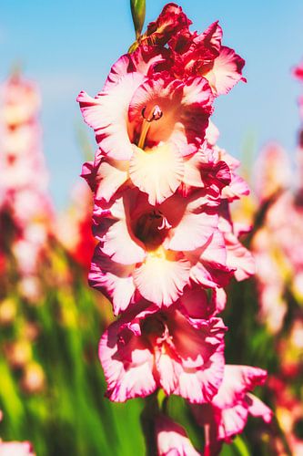 Style my Home series by Liberty Ragazza Biesma