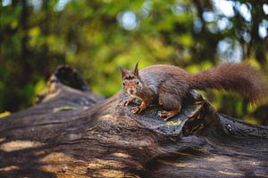 Eichhörnchen schaut