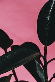 Plante d'hévéa rose II