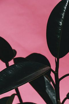 Rubber Plant Pink II van Walljar