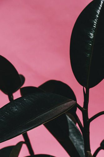 Rubber Plant Pink II
