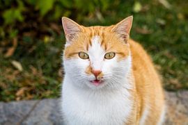 Street cat in Istanbul by Luis Emilio Villegas Amador