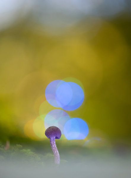 Améthyste par peterheinspictures