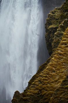 Vögel am Wasserfall Skogafoss