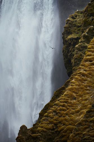 Vogels bij Skogafoss waterval van Photodoos