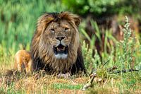 Lion détendu