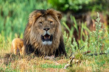 Relaxed lion by John Linders