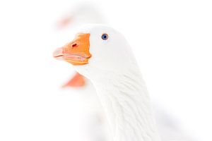 Geese head in the snow