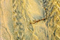 Sand, current and kelp