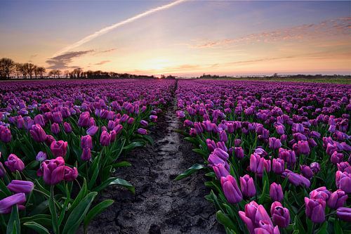 Fuchsia tulpenveld bij zonsondergang