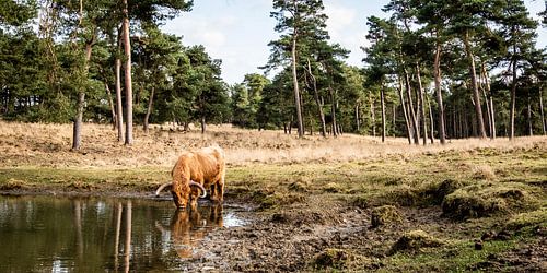 Ein schottischer Highlander trinkt aus einem Waldsee