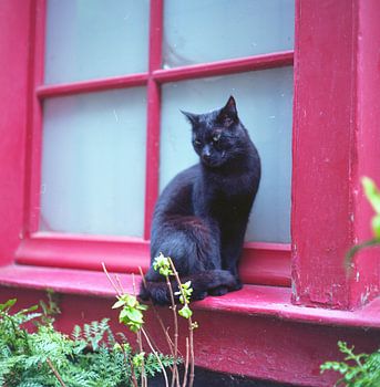 Katze am roten Fenster