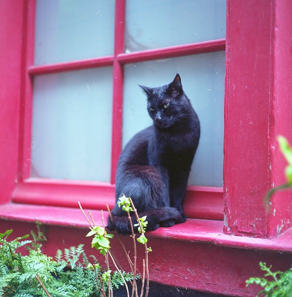 Poes bij rood venster van Manuel Tolhuis
