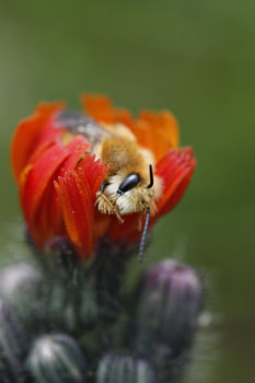 bijtje op bloem