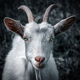Ziegenportrait in mystischen Farben von Photo Art Thomas Klee